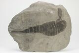 Eurypterus (Sea Scorpion) Fossil - New York #206609-1